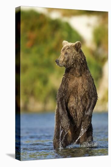 Brown Bear, Katmai National Park, Alaska-Paul Souders-Premier Image Canvas