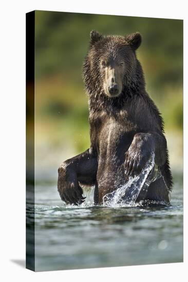 Brown Bear, Katmai National Park, Alaska-Paul Souders-Premier Image Canvas