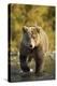 Brown Bear, Katmai National Park, Alaska-Paul Souders-Premier Image Canvas