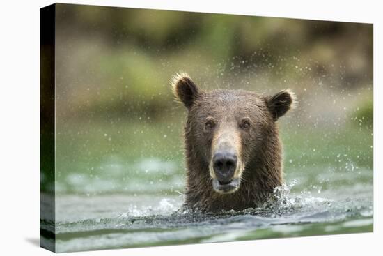 Brown Bear, Katmai National Park, Alaska-Paul Souders-Premier Image Canvas