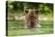 Brown Bear, Katmai National Park, Alaska-Paul Souders-Premier Image Canvas