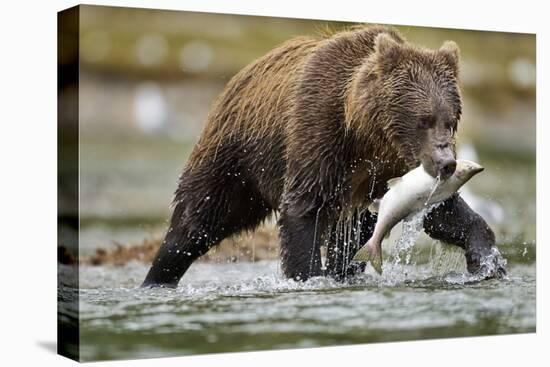 Brown Bear, Katmai National Park, Alaska-Paul Souders-Premier Image Canvas