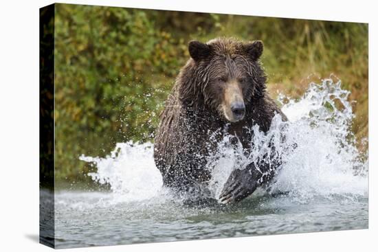 Brown Bear, Katmai National Park, Alaska-Paul Souders-Premier Image Canvas