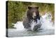 Brown Bear, Katmai National Park, Alaska-Paul Souders-Premier Image Canvas