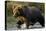 Brown Bear, Katmai National Park, Alaska-Paul Souders-Premier Image Canvas