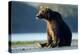 Brown Bear, Katmai National Park, Alaska-Paul Souders-Premier Image Canvas