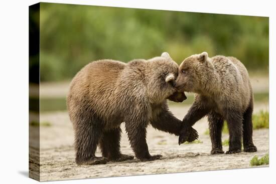 Brown Bear, Katmai National Park, Alaska-Paul Souders-Premier Image Canvas