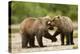 Brown Bear, Katmai National Park, Alaska-Paul Souders-Premier Image Canvas