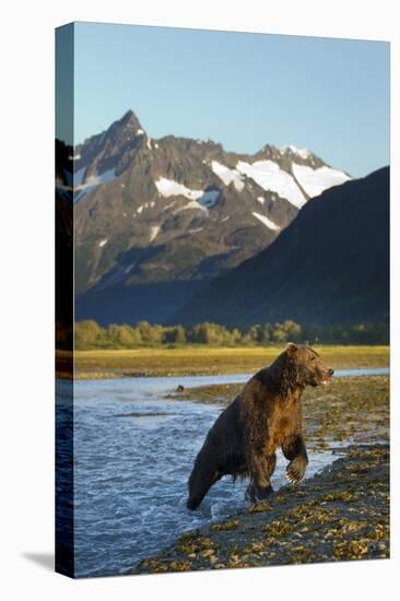 Brown Bear, Katmai National Park, Alaska-null-Premier Image Canvas