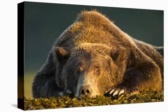 Brown Bear, Katmai National Park, Alaska-null-Premier Image Canvas