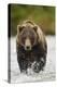 Brown Bear, Katmai National Park, Alaska-null-Premier Image Canvas