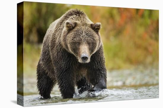 Brown Bear, Katmai National Park, Alaska-null-Premier Image Canvas