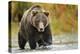 Brown Bear, Katmai National Park, Alaska-null-Premier Image Canvas