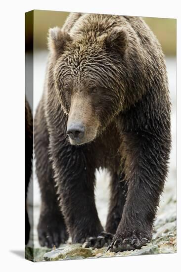 Brown Bear, Katmai National Park, Alaska-null-Premier Image Canvas