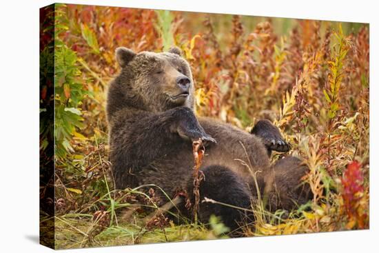 Brown Bear, Katmai National Park, Alaska-null-Premier Image Canvas