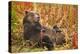 Brown Bear, Katmai National Park, Alaska-null-Premier Image Canvas