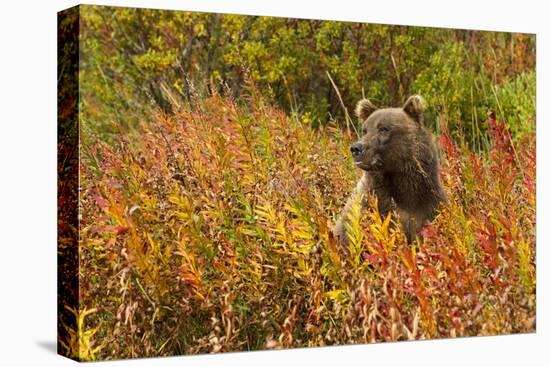 Brown Bear, Katmai National Park, Alaska-null-Premier Image Canvas