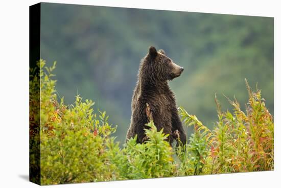 Brown Bear, Katmai National Park, Alaska-null-Premier Image Canvas