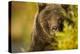 Brown Bear, Katmai National Park, Alaska-null-Premier Image Canvas