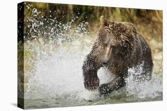 Brown Bear, Katmai National Park, Alaska-null-Premier Image Canvas