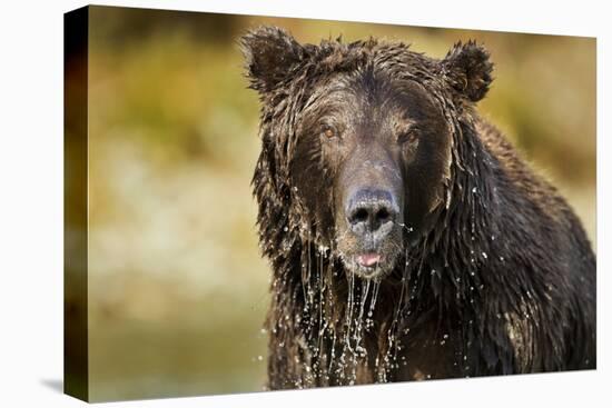 Brown Bear, Katmai National Park, Alaska-null-Premier Image Canvas