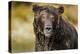 Brown Bear, Katmai National Park, Alaska-null-Premier Image Canvas