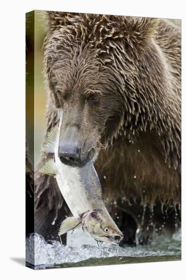 Brown Bear, Katmai National Park, Alaska-null-Premier Image Canvas