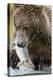 Brown Bear, Katmai National Park, Alaska-null-Premier Image Canvas