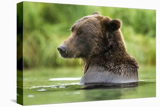 Brown Bear, Katmai National Park, Alaska-Paul Souders-Premier Image Canvas