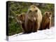Brown Bear Mother with Cubs, Valley of the Geysers, Kronotsky Zapovednik, Russia-Igor Shpilenok-Premier Image Canvas