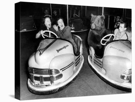 Brown Bear of Bertram Mills Circus in Bumper Cars Dodgems December 15, 1954-null-Stretched Canvas