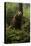 Brown Bear on a Wooded Hill-null-Stretched Canvas