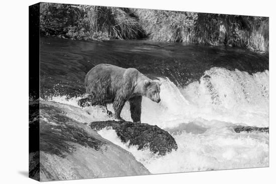 Brown Bear on Alaska-Andrushko Galyna-Premier Image Canvas