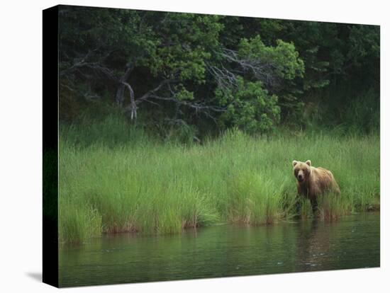 Brown Bear on Riverbank-DLILLC-Premier Image Canvas