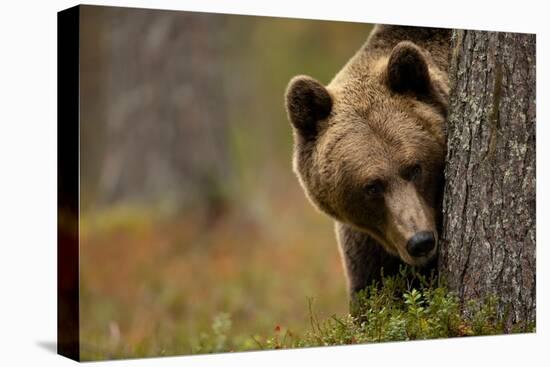 Brown bear peering out from behind a tree, Finland-Danny Green-Premier Image Canvas