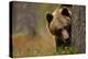 Brown bear peering out from behind a tree, Finland-Danny Green-Premier Image Canvas