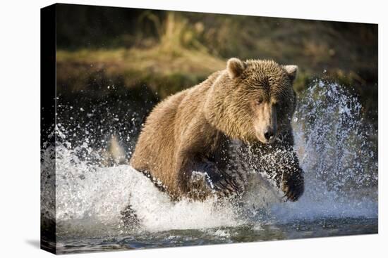 Brown Bear Running Through River at Kinak Bay-Paul Souders-Premier Image Canvas