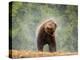 Brown bear shaking water from its coat, Romania-Bence Mate-Premier Image Canvas