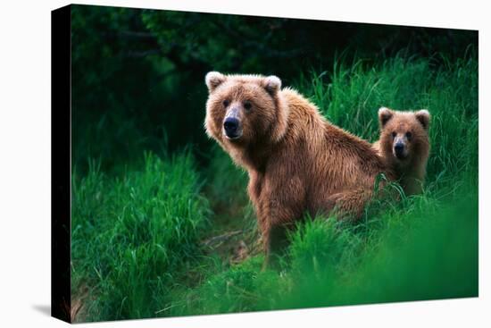 Brown Bear Sow and Cub-null-Premier Image Canvas