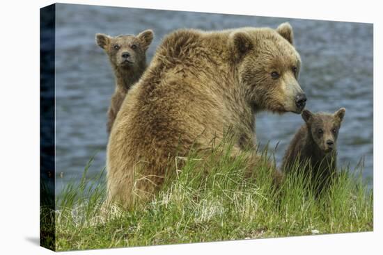 Brown bear sow and cubs, Katmai National Park, Alaska, USA-Art Wolfe-Premier Image Canvas