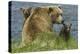 Brown bear sow and cubs, Katmai National Park, Alaska, USA-Art Wolfe-Premier Image Canvas