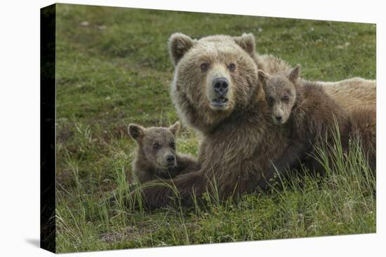 Brown bear sow and cubs, Katmai National Park, Alaska, USA-Art Wolfe-Premier Image Canvas