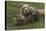 Brown bear sow and cubs, Katmai National Park, Alaska, USA-Art Wolfe-Premier Image Canvas