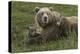 Brown bear sow and cubs, Katmai National Park, Alaska, USA-Art Wolfe-Premier Image Canvas