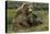 Brown bear sow and two cubs, Alaska, USA-Art Wolfe-Premier Image Canvas