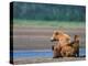 Brown Bear Sow with Cubs, Alaska Peninsula, Katmai National Park, Alaska, USA-Dee Ann Pederson-Premier Image Canvas