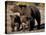 Brown Bear Sow with Cubs Looking for Fish, Katmai National Park, Alaskan Peninsula, USA-Steve Kazlowski-Premier Image Canvas