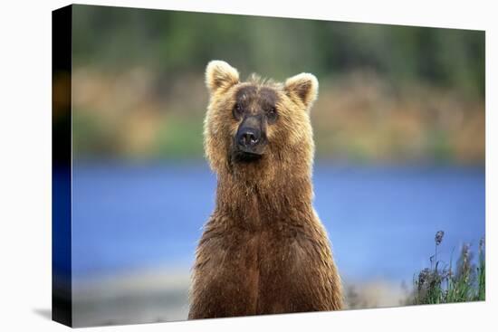 Brown Bear Standing Erect in Katmai National Park-Paul Souders-Premier Image Canvas