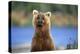 Brown Bear Standing Erect in Katmai National Park-Paul Souders-Premier Image Canvas