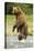 Brown Bear Standing-MaryAnn McDonald-Premier Image Canvas